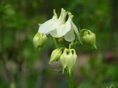 Aquilegia vulgaris 'Nivea' Wilde akelei bestellen